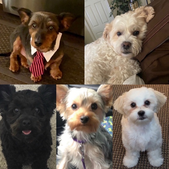 ✨LIVE SHOW FLYER✨ - Picture 4 of 17